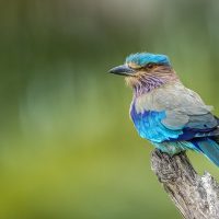 LSL_Cropped_Bird_watching_800x520