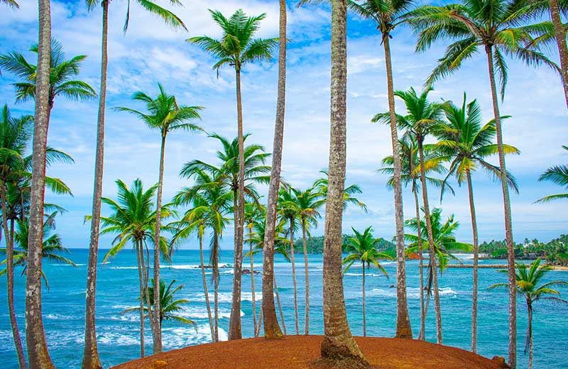 LSL_B2_Coconut-Tree-Hill_800x520