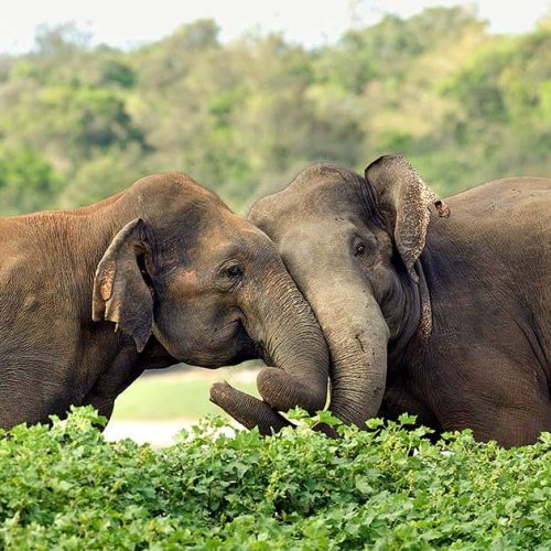 asian-elephant-2