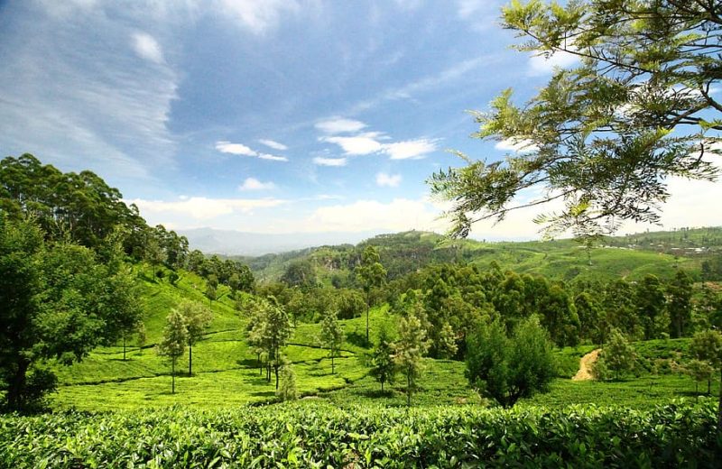 sri-lanka-lipton-s-seat-srilanka-ceylon